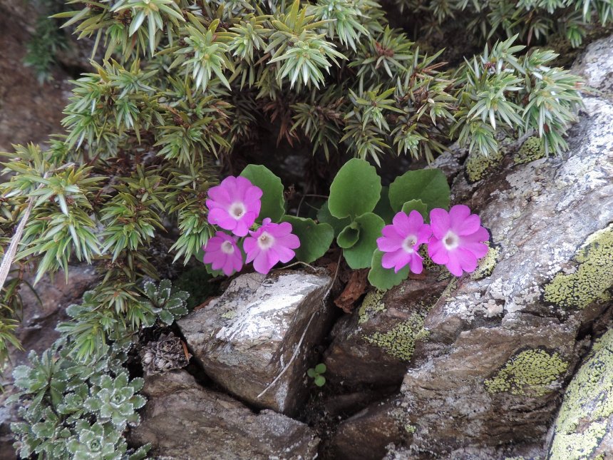 Primula hirsuta, latifolia e pedemontana a confronto